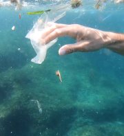 Opération sauvetage de la biodiversité littorale - nettoyage sous marin sur les Goudes-Maronaise