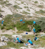 Opération sauvetage de la biodiversité littorale - Anse de la Maronaise