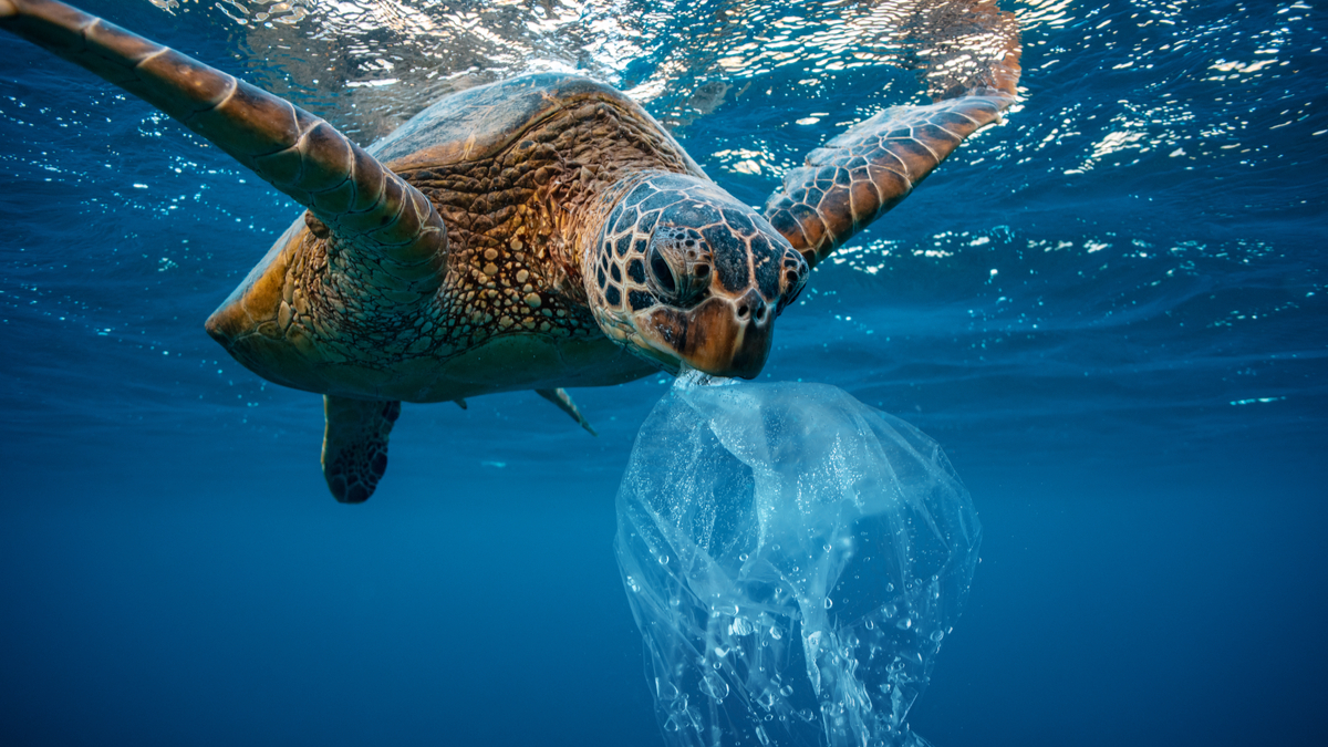 Tortue Piégée Dans Des Déchets Plastiques Flottant Dans La